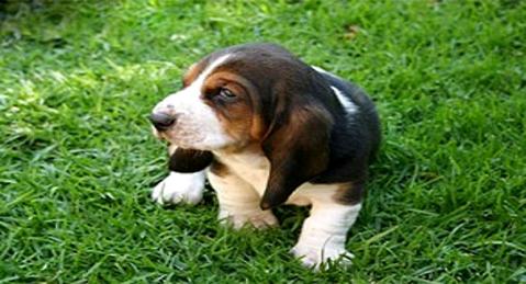 巴吉度犬好养吗 巴吉度犬好养吗