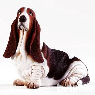 巴吉度犬好养吗 巴吉度犬好养吗