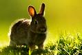 宠物兔子寿命多少年？宠物兔子寿命