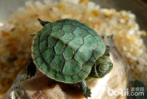 巴西龜能長多大