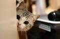 猫发情有什么表现?猫发情的表现
