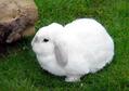 兔子有什么習性？小白兔的生活習性