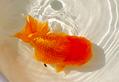 金魚的卵什么顏色的才能孵化？金魚卵孵化