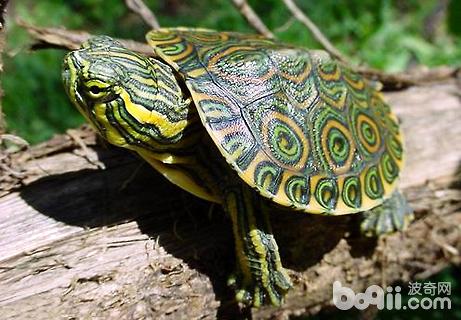 巴西龜怎麼養
