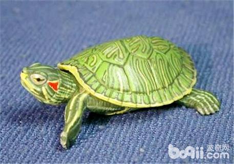 巴西龜怎么換水