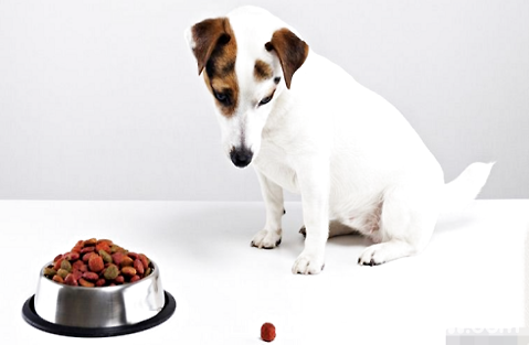 狗狗每天需要吃多少粮食？