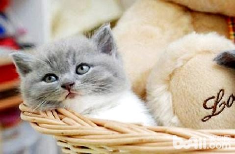 剛出生的小貓應該怎么照顧喂養？