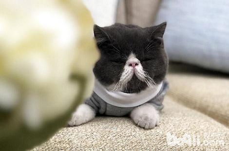 猫咪得过猫鼻支需要终身隔离吗？