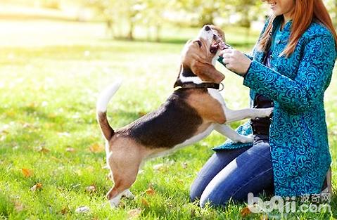 怎么能快速提高狗狗的免疫力？