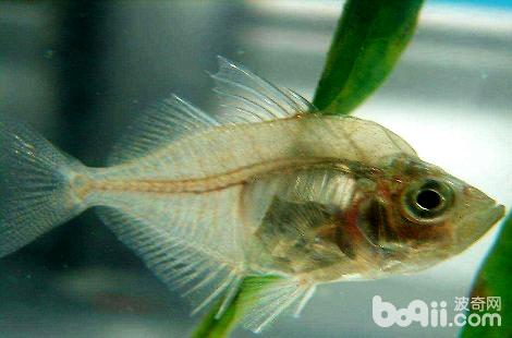 玻璃拉拉鱼该怎么饲养？