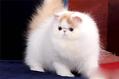波斯猫和蓝猫可以在一起交配吗?