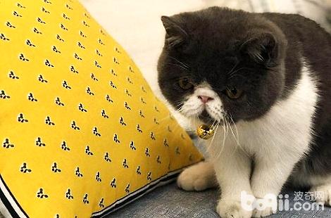 加菲貓吃什么東西可以發腮？
