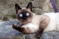 暹羅貓的眼屎很多是什么原因導致的？