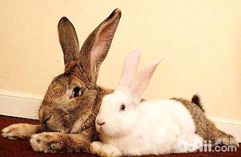 怀孕期间是可以养兔子的吗？有什么危害吗？