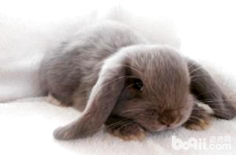 迷你垂耳兔日常要怎么喂养？