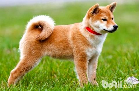 柴犬和秋田犬哪个犬种比较好养？