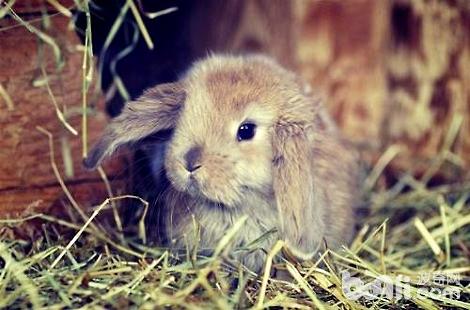 养垂耳兔需要注意哪些方面？