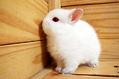 最小的兔子波蘭兔好養嗎？要怎么飼養？