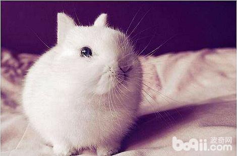 最小的兔子波兰兔好养吗？要怎么饲养？