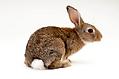 兔子的尾巴有多長，你知道嗎？