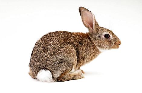 兔子的尾巴有多长,你知道吗?