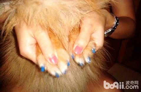 中华田园犬的眼屎比较多是什么原因导致的？