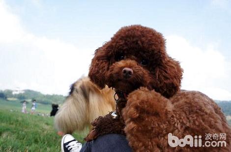泰迪犬需要多久洗次澡？