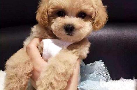 泰迪犬需要多久洗次澡？