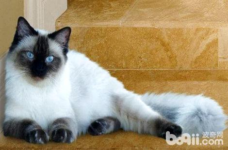 布偶猫眼睛发炎可以用什么药治疗？