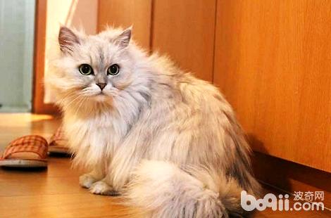 金吉拉发情了只有这种解决办法...