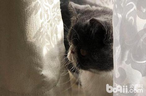 加菲貓的耳朵特別臭是怎么回事？