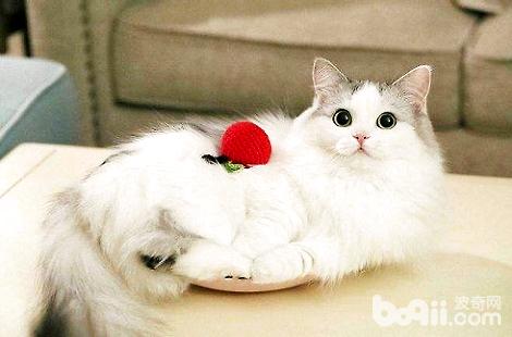 布偶貓的耳朵是白色是不是品相很好？