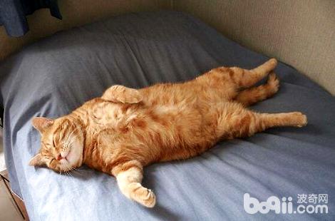橘猫一天要睡几个小时？原来橘猫这么爱睡觉？