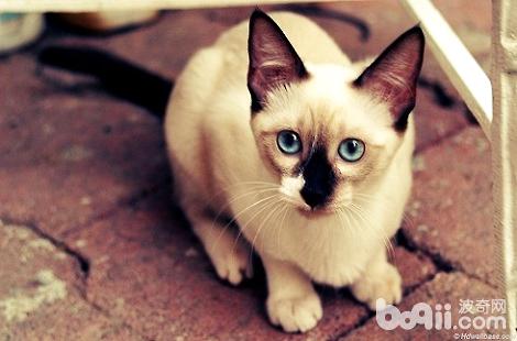 暹罗猫为什么喜欢躲在沙发下面？