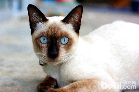 有白色爪子的暹羅貓嗎？