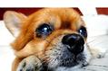博美犬乱吃东西要怎么调教?