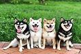 为什么这些年柴犬受到了这么多人的喜爱?