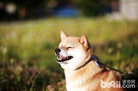 根据柴犬舌头的颜色能判断狗狗是否健康吗？