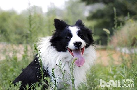 边境牧羊犬多大绝育比较好？