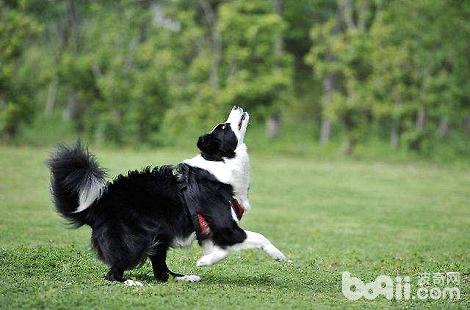 边境牧羊犬多大绝育比较好？