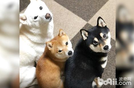 为什么白色柴犬是最少的 成犬饲养 波奇网百科大全