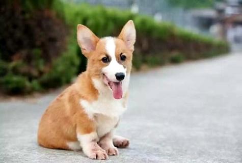 柯基犬多少钱一只？ 这三方面会影响其价格