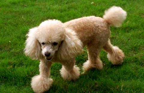 贵宾犬多少钱一只，按什么标准来定价？