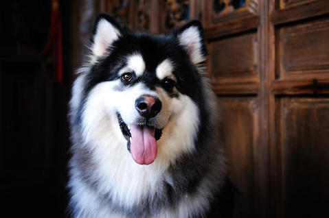 巨型阿拉斯加雪橇犬你了解多少？ 