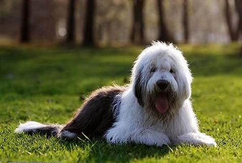 古牧犬多少钱一只最新古牧价格火热出炉