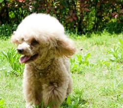 泰迪多大可以洗澡?养泰迪的家长们千万不要错过噢!