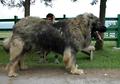  高加索還有藏獒在大型犬中比較厲害的是哪一個呢？ 