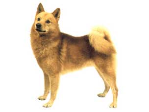 【芬兰狐狸犬】芬兰狐狸犬价格、芬兰狐狸犬图