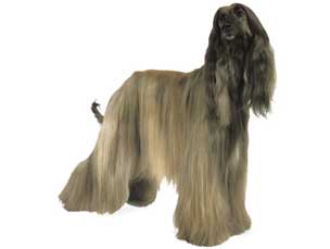 【阿富汗猎犬】阿富汗猎犬价格、阿富汗猎犬图