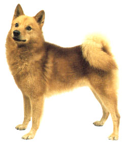 【芬兰狐狸犬】芬兰狐狸犬价格、芬兰狐狸犬图